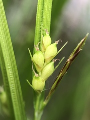 Carex oligocarpa