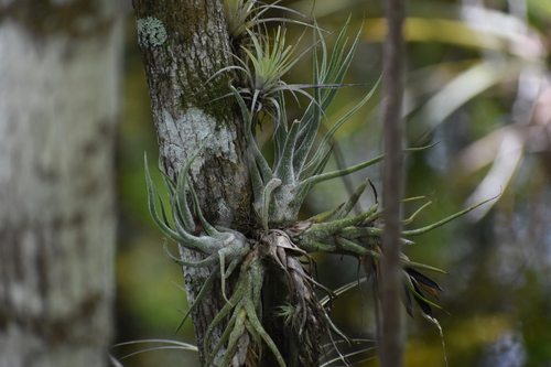 Image of Tillandsia pruinosa by (c) Ryan Watson, some rights reserved (CC BY)