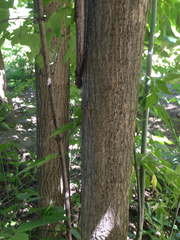 Acer negundo interius