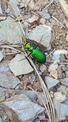 Cicindela denikei