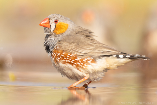Diamant mandarin
