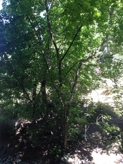 Acer negundo interius