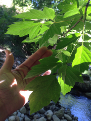 Acer negundo interius