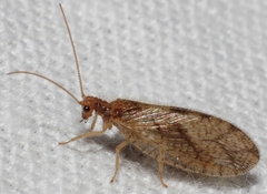 Micromus angulatus