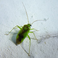 Neolygus viridis