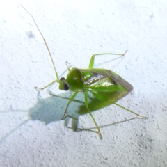 Neolygus viridis