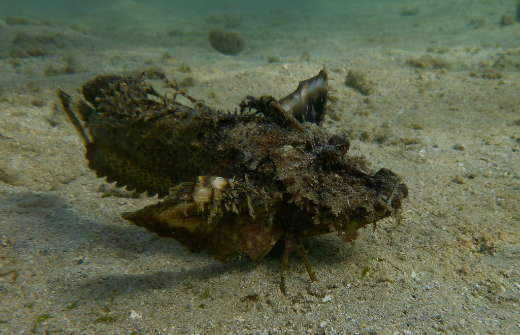 Duivels steenvis (Inimicus didactylus) — Synanceiidae