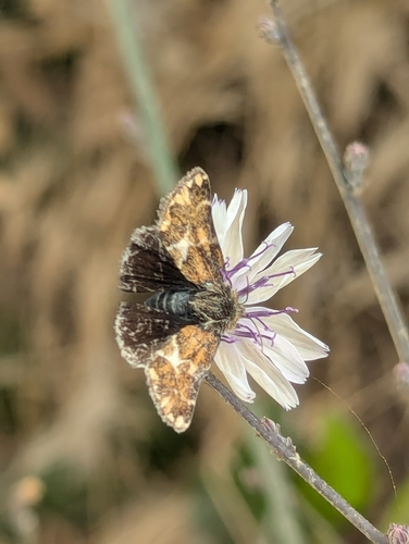 Schinia scarletina photo 5
