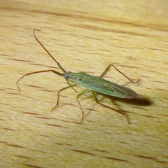 Stenodema calcarata