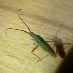 Stenodema calcarata