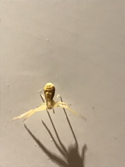 Misumena vatia