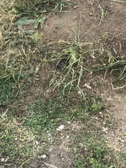 Thomomys