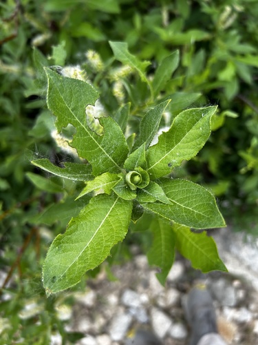 Image of Salix barclayi by (c) Sean Vanderluit, some rights reserved (CC BY)