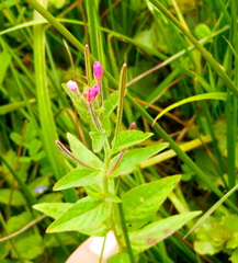 Epilobium ciliatum watsonii