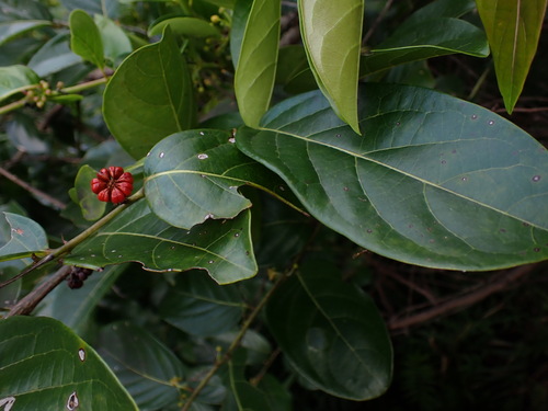 Image of Glochidion zeylanicum by (c) W Rao, some rights reserved (CC BY)