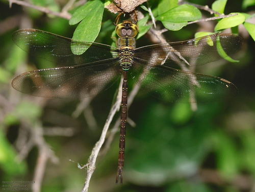 Bar-sided Darner photo 3