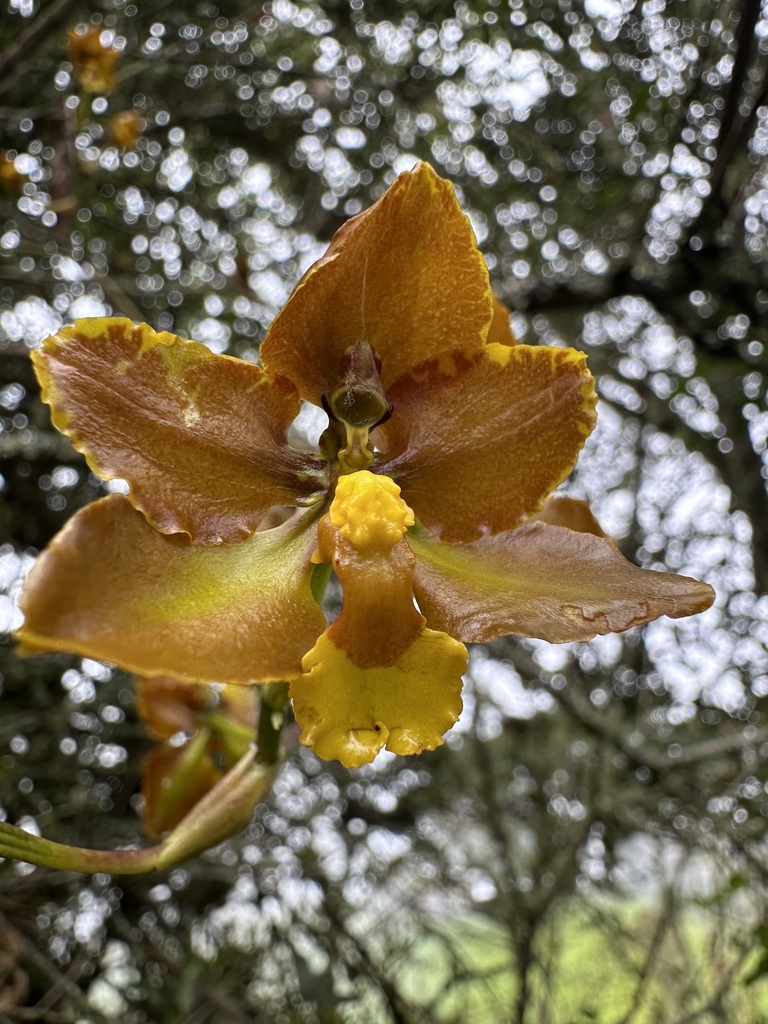 Cyrtochilum diceratum