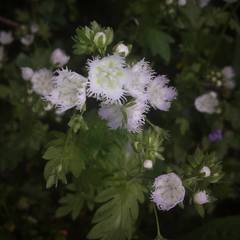 Phacelia fimbriata