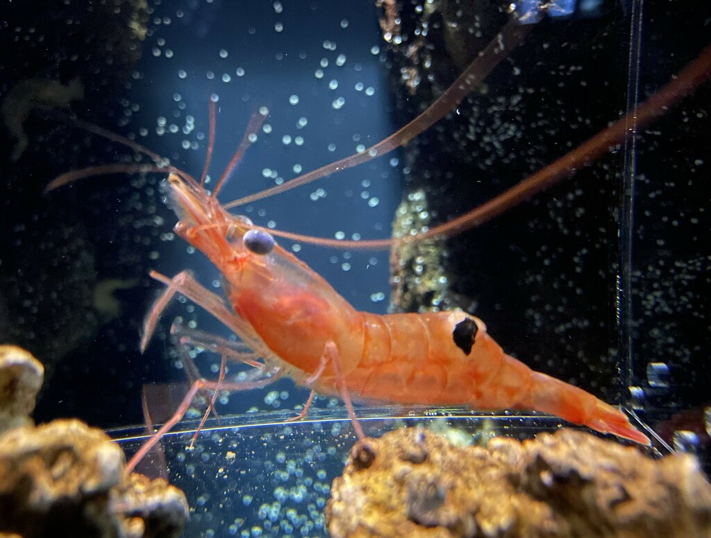 Alaskan pink shrimp