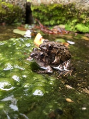 Fejervarya kawamurai