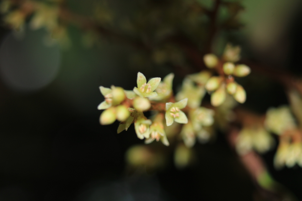 Cybianthus laurifolius