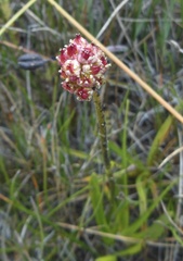 Triantha occidentalis occidentalis