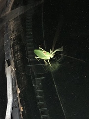 Paracyrtophyllus robustus