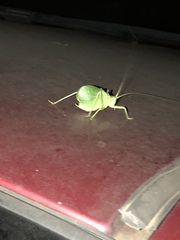 Paracyrtophyllus robustus