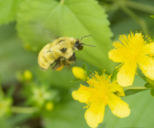 Two-spotted Bumble Bee photographed in Minnesota