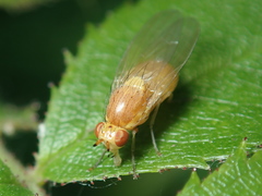 Lauxanioidea