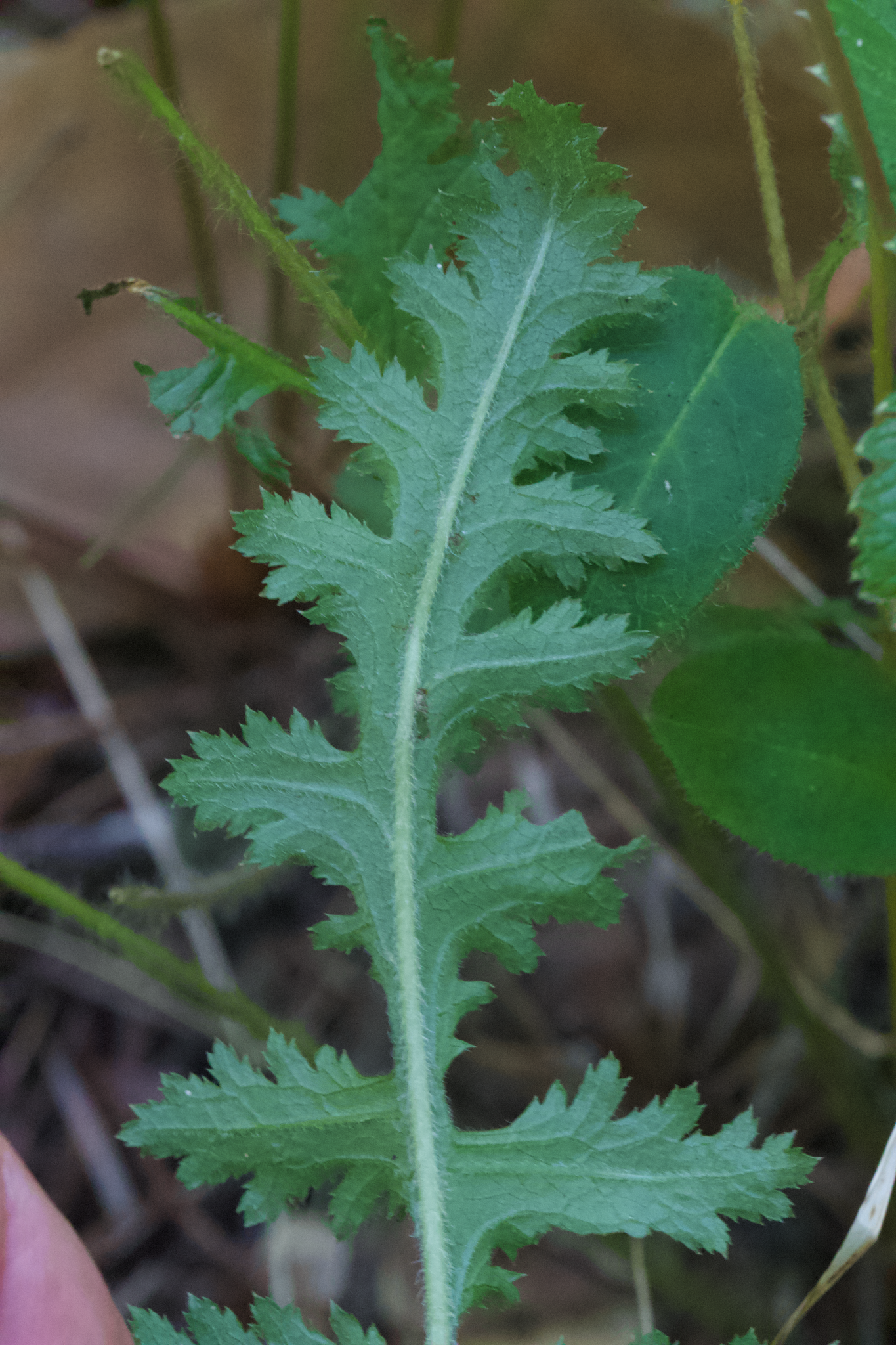 Image of Dudley's lousewort by (c) Arvel Hernandez, some rights reserved (CC BY)