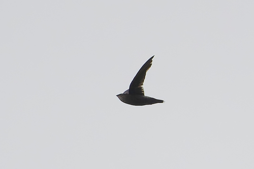 Costa Rican Swift (Chaetura fumosa), photo 8