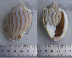 Phalium flammiferum