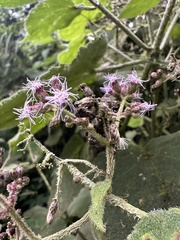 False hebeclinium (Hebeclinium)