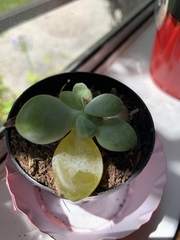 Pachyphytum