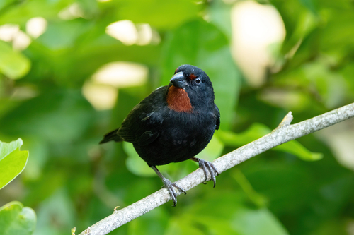 Lesser Antillean Bullfinch