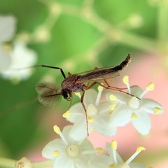 Chironomus crassicaudatus