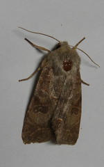 Orthosia revicta