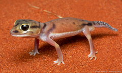 Smooth Knob-Tail photo 3