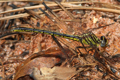 Phanogomphus hodgesi