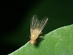 Lauxanioidea