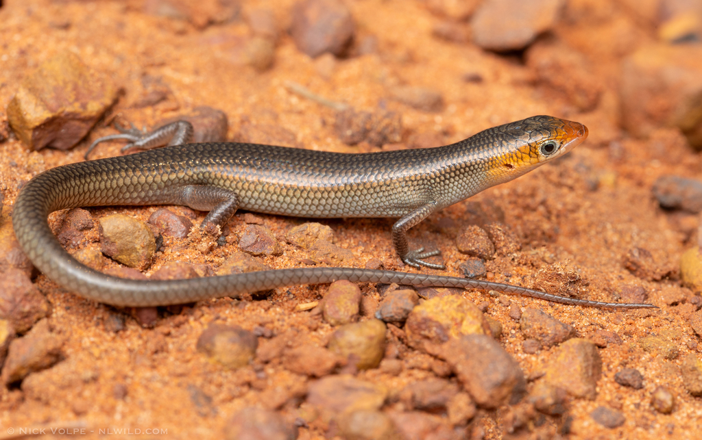 Western Soil-Crevice Skink