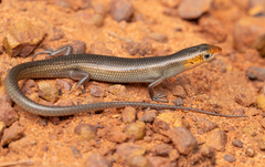 Western Soil-Crevice Skink photo 1