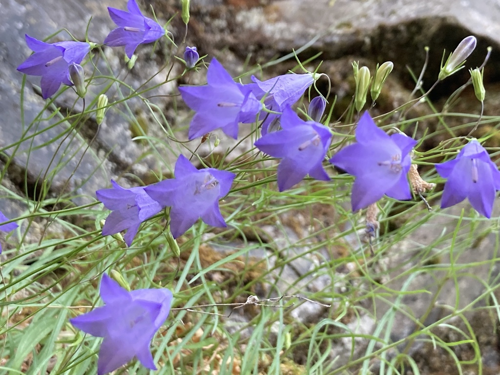 western harebell