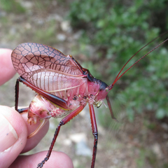 Paracyrtophyllus robustus