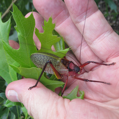 Paracyrtophyllus robustus