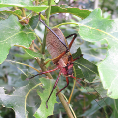 Paracyrtophyllus robustus