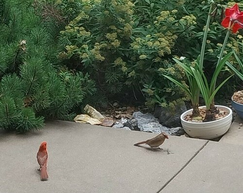 Northern Cardinal photographed in Iowa