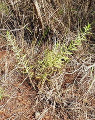 Enchylaena tomentosa