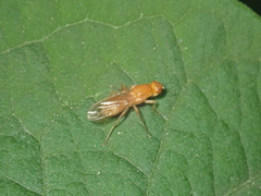 Psila